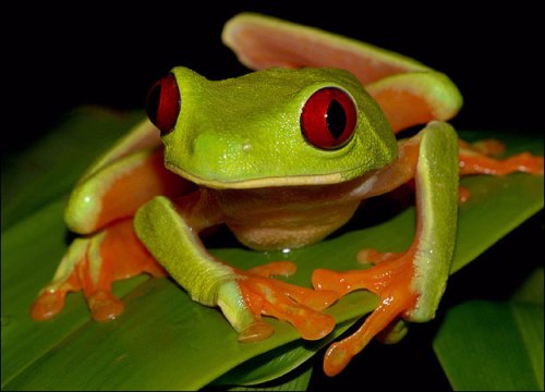 red-eyed-tree-frog